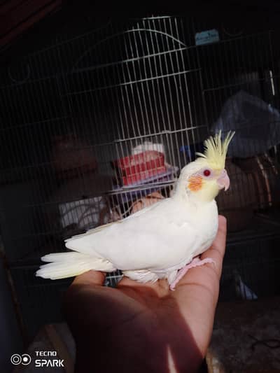Cream Eed eye Cocktail, coctiel, tamed parrot, self feed tamed 3500