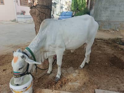2 teeth gher ki pali hui hai maymar sector R