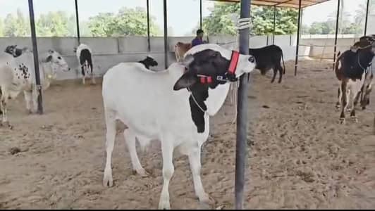 Healthy Qurbani Bulls Available in Mid-Range: 260-270K
