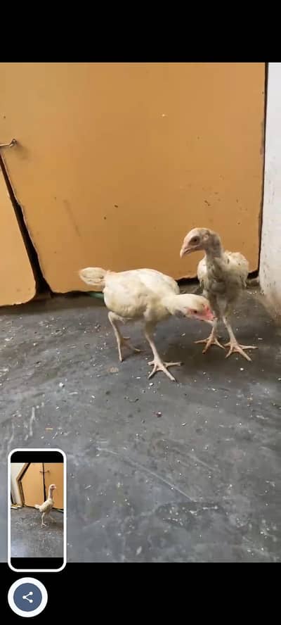 Hera  Chick's For sale Age 3 month