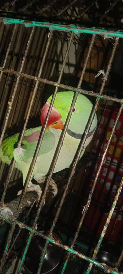Beautiful Talking Parrot Available