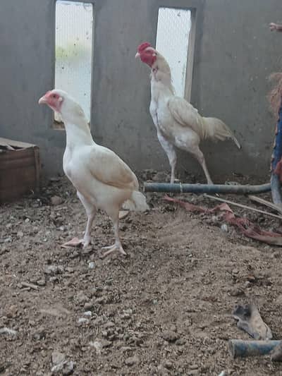 Mix Hens