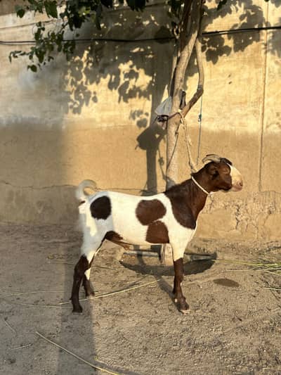 andu Jori for sale