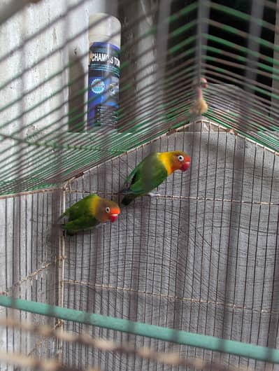 Beautiful Fischer’s Lovebirds Pair for Sale – Healthy & Active