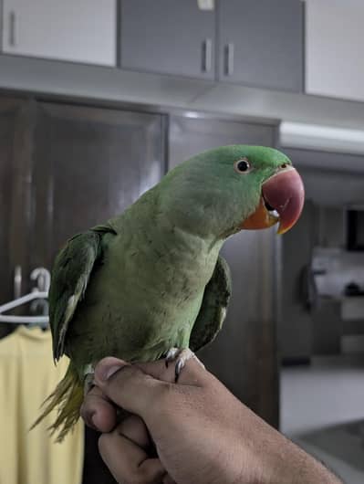 Pahari parrot extremely tamed parrot  with cage