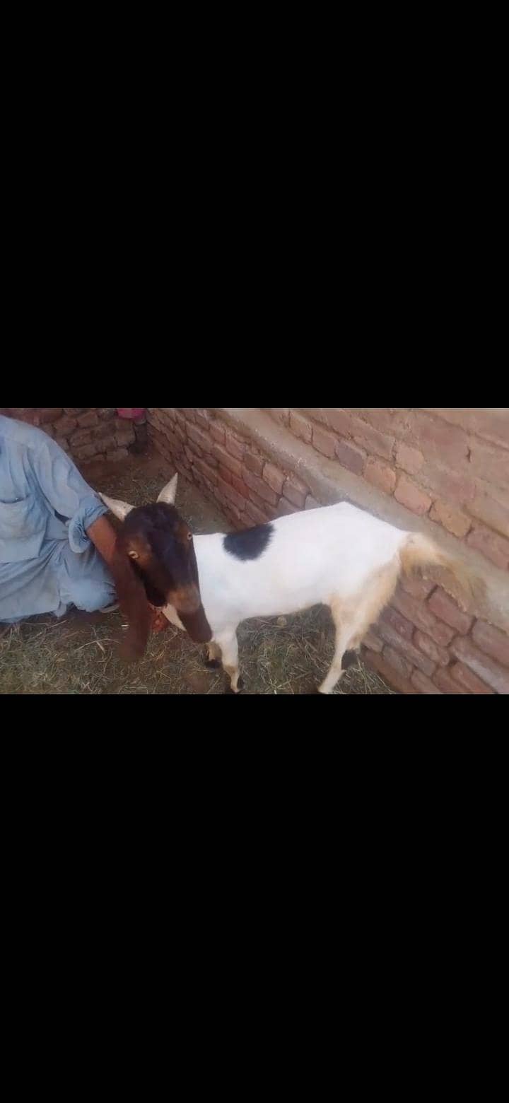 bakra 0