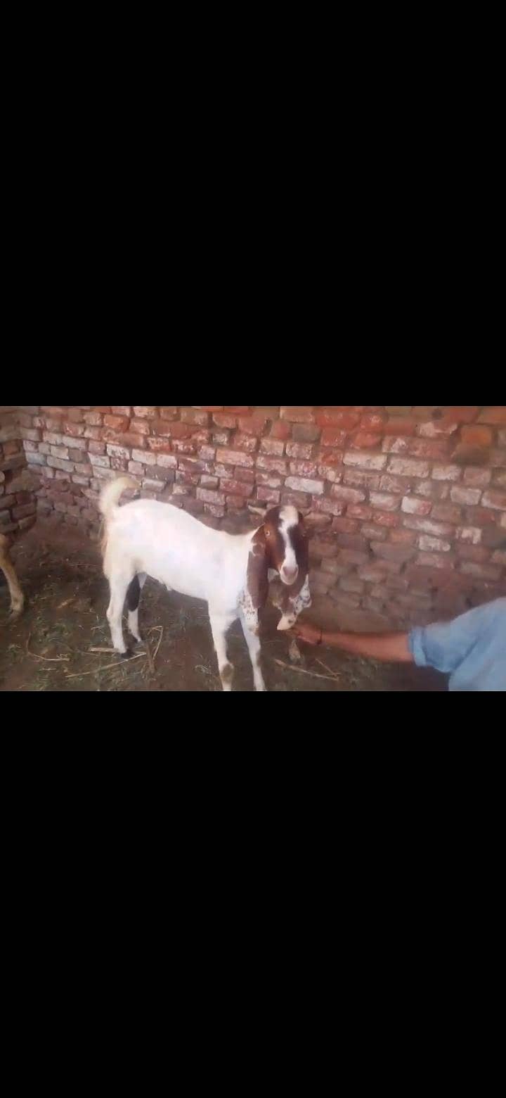 bakra 1