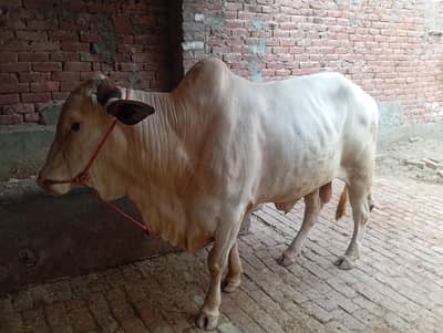 Desi bull