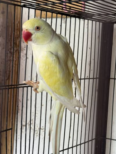 Ringneck