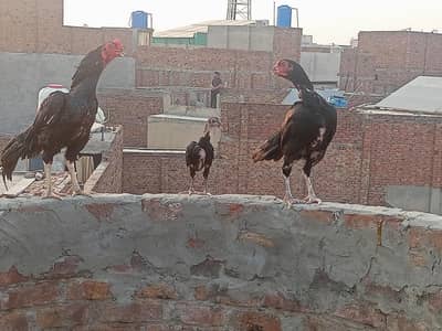 lasani pair with baby for sale location fsd!!!!!03269967873 . . . what's