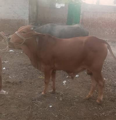 2 lakh 31000