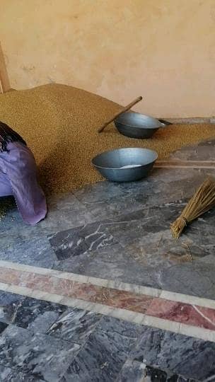 Fresh ghandum 4000 mann for sale