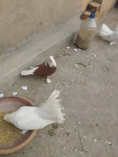 Pigeons Sale