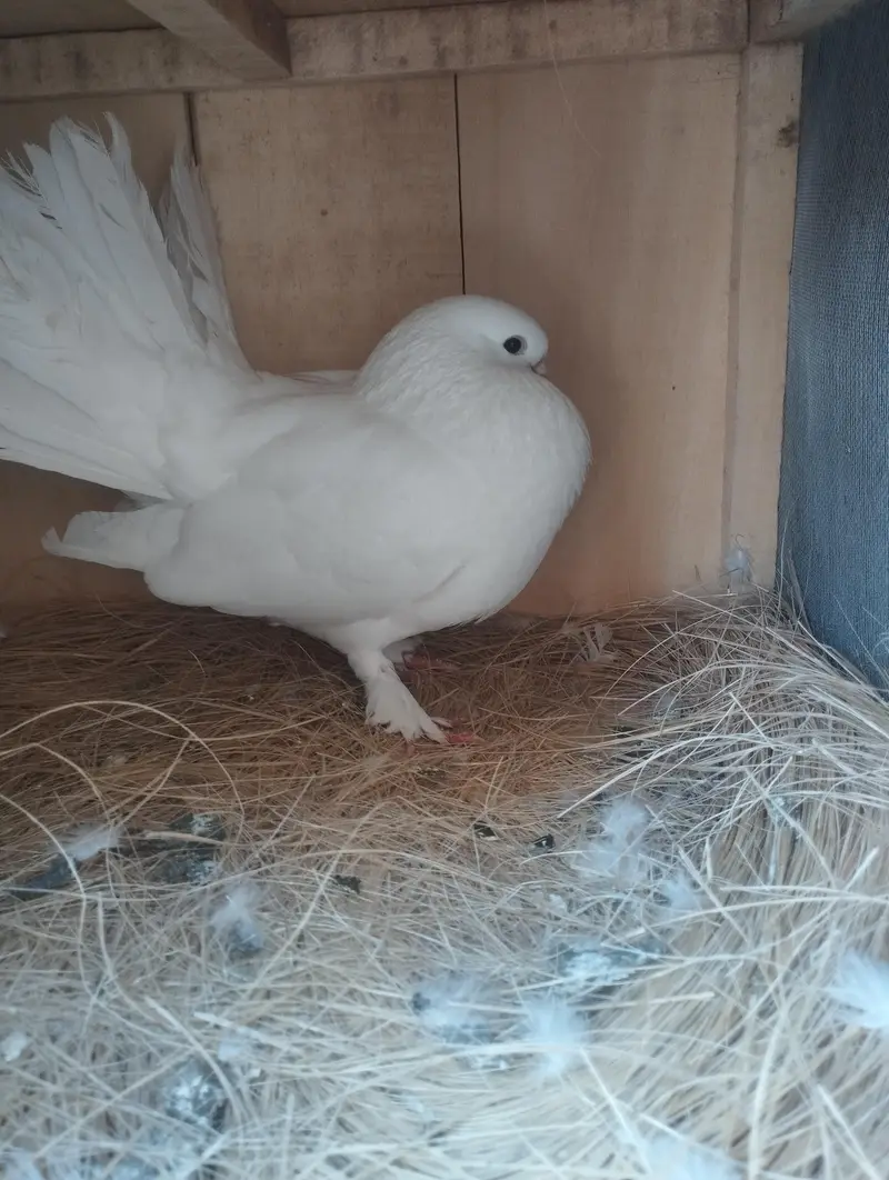 Pigeons Sale — photo 2