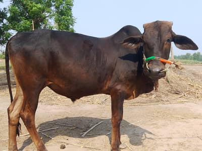 qurbani ke liye bail