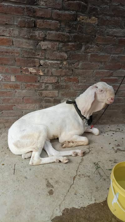 Rajan puri breed