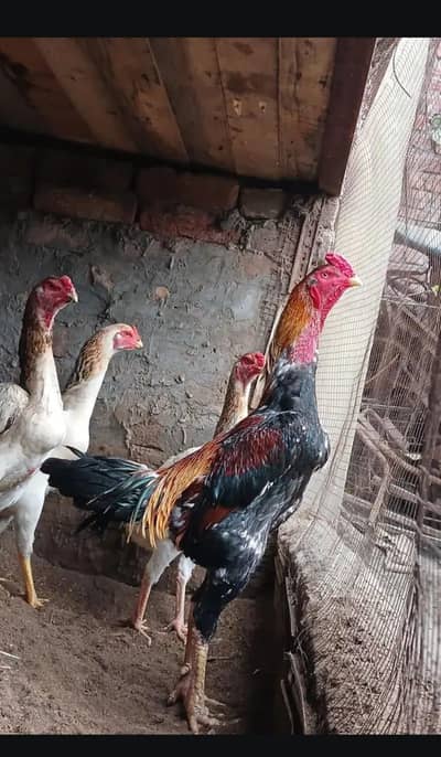 original shamo top breed