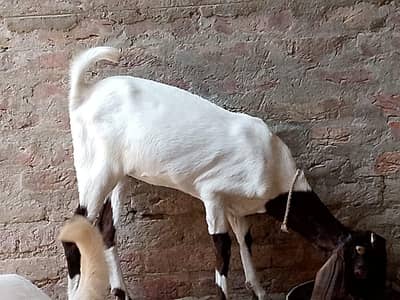 Pateri Nasal Female ha