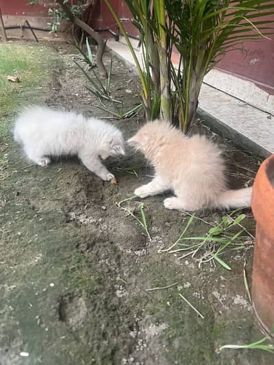 Triple coat pair of kittens for sale