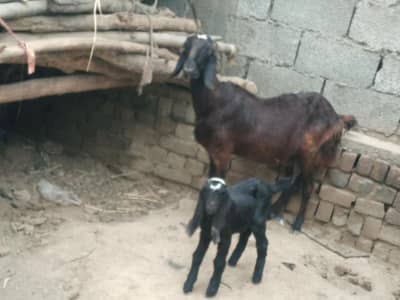 Beautiful Bakri with Two kids.