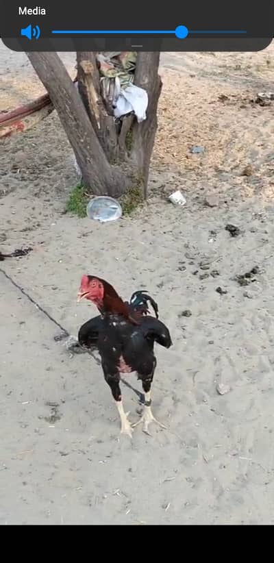 Hen for sal