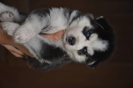 Whooly cout husky puppies