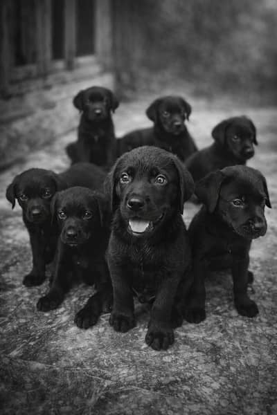 Black Labrador Puppies For Sale
