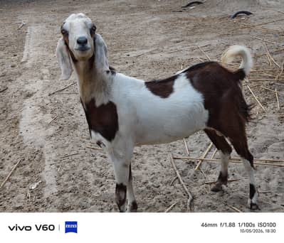 Bakra 18 month age