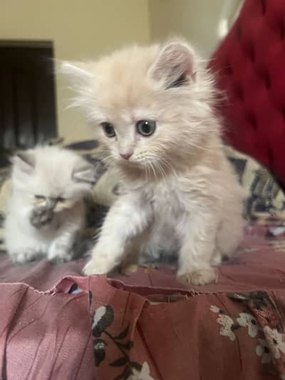 Triple coat Persian kittens male/female/pair for sale