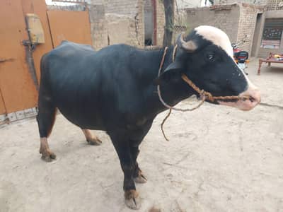 I am selling my male cow .