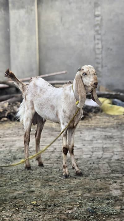 Makki Cheeni Male Goat