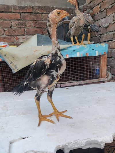 9 Pure Aseel Chicks with Mother Hen for Sale