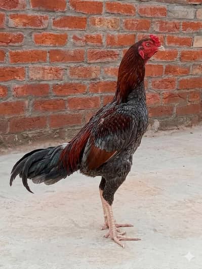 Sindhi Aseel Murga