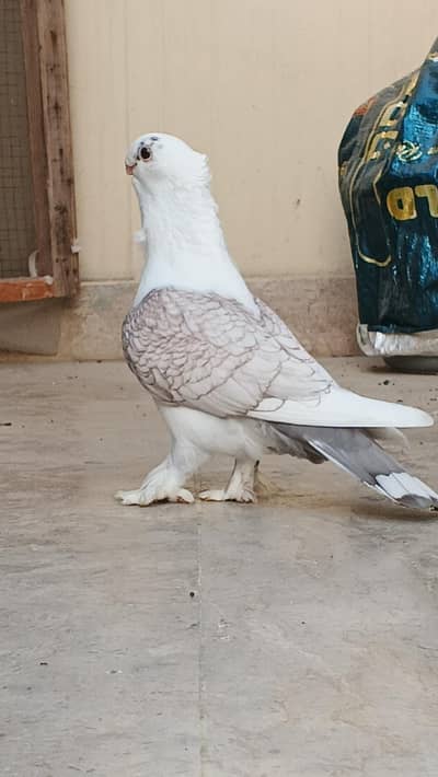 setenet modified male for sale