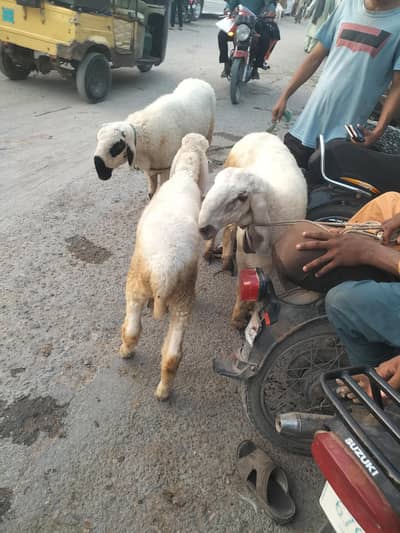 sheep