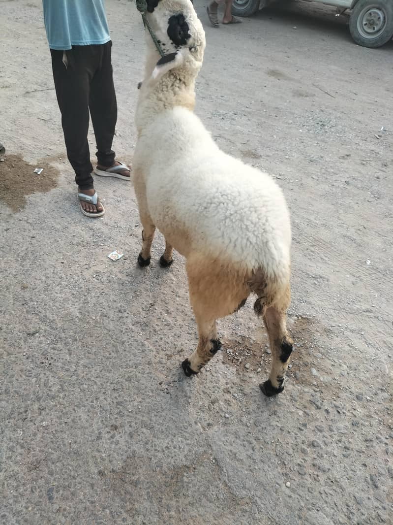 sheep 1
