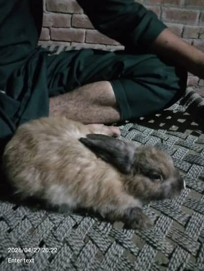 Angora female Rabbit