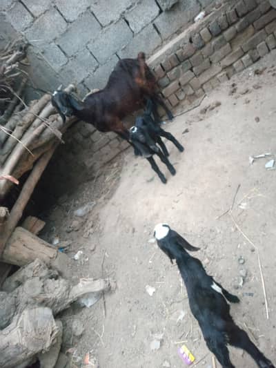 Beautiful goat with Two kids.
