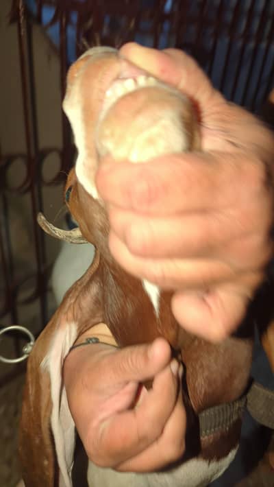 Bakra for sale kamori