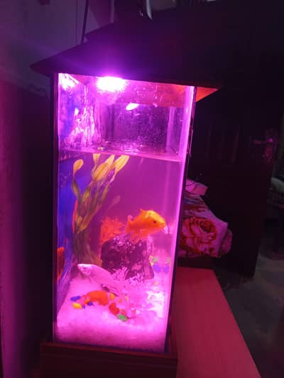 aquarium and fish