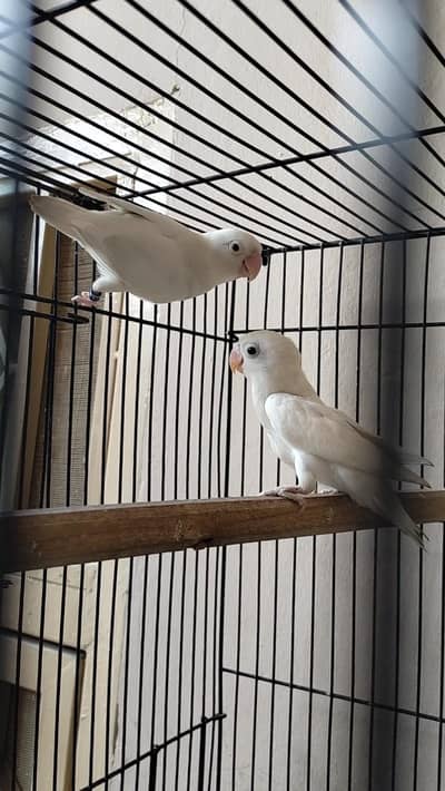 Albino red eyes male and 1 adult pc