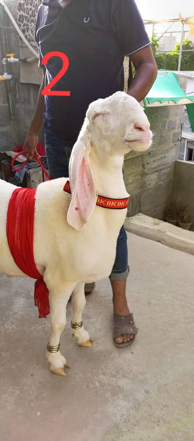 male sheep larkana gulabi