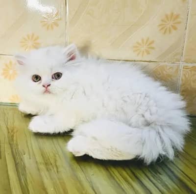 beautiful persian cat