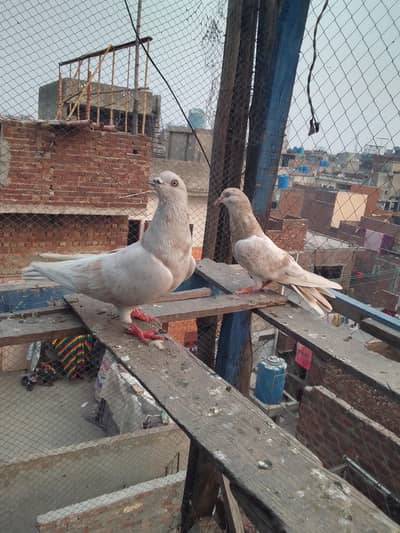 joro waly kbotar froz puri tedi golden surkha jora