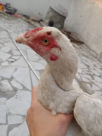 ​Top Quality Heera Aseel Female (Pathi/Murghi) for Sale