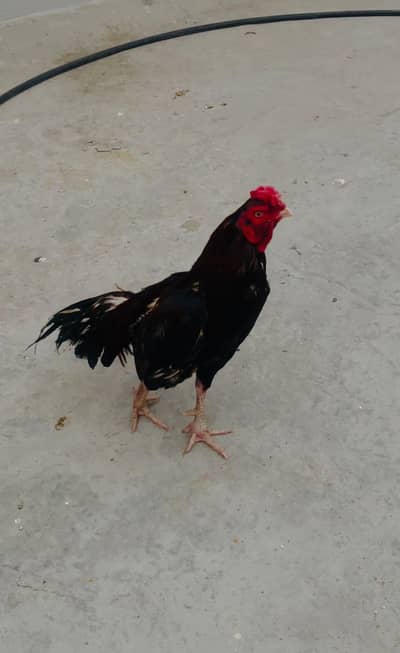 Lakha Murga 03476309122