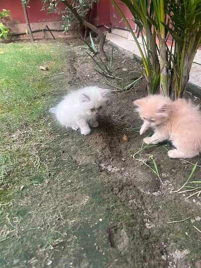 triple coat persian male female kitten for sale