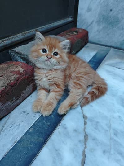 Persian kitten | high quality kitten