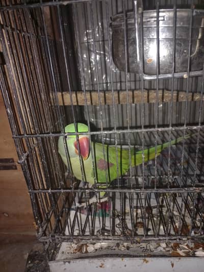 Raw breeder pair