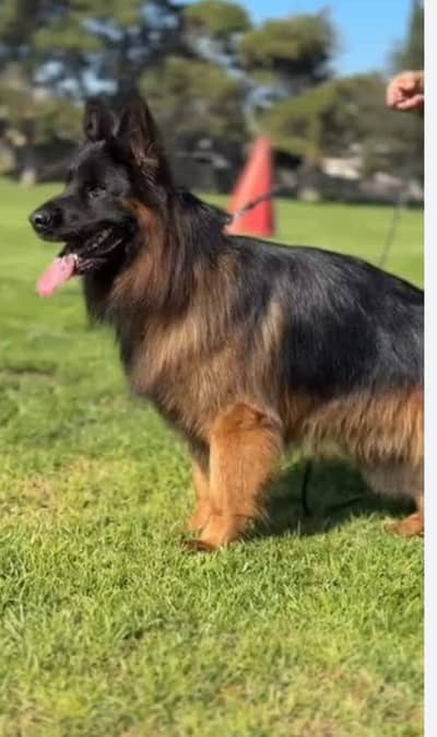 German Shepherd female high quality strong bloodline parents imported